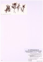 藏品(翼枝菜)的圖片